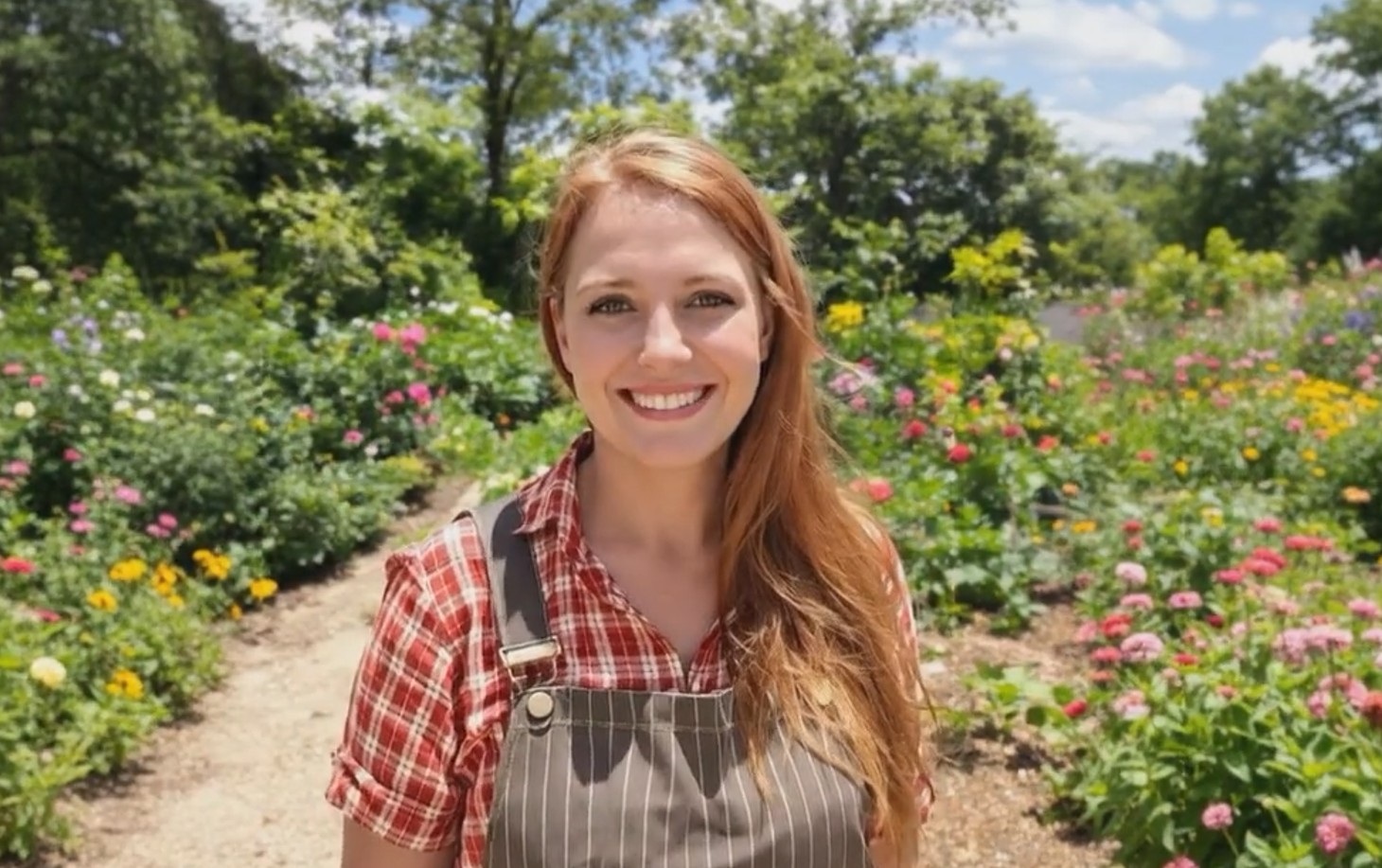 Sosna Gęstokwiatowa 'Umbraculifera'